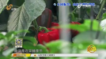智能農(nóng)業(yè)新篇章 夫妻攜手，手機(jī)遠(yuǎn)程掌控三座蔬菜大棚